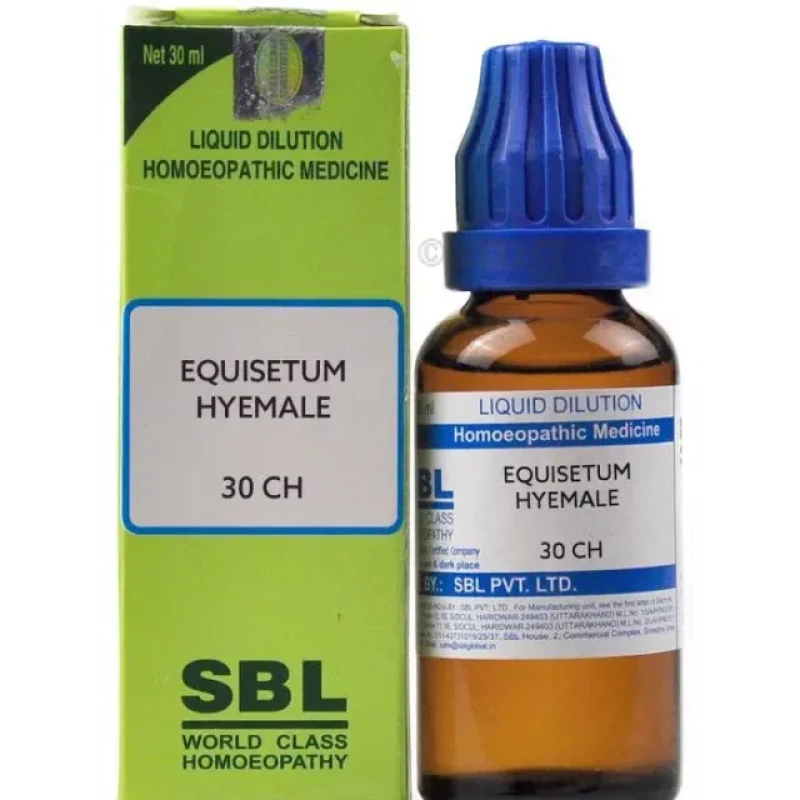 SBL Equisetum Hyemale