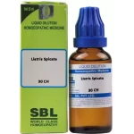 SBL Liatris Spicata